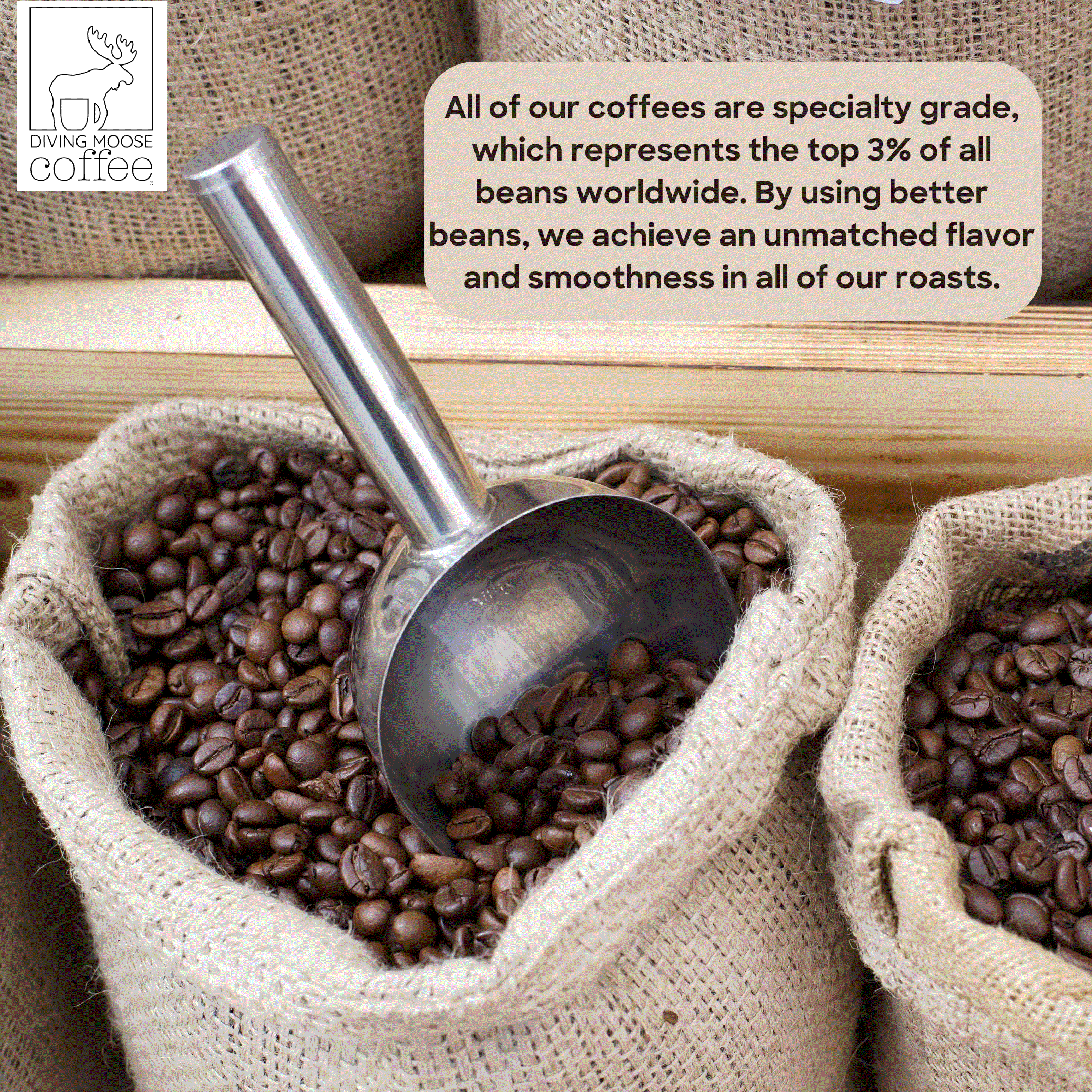 The Toucan - Costa Rica Terrazu Morning Medium-Light Roast