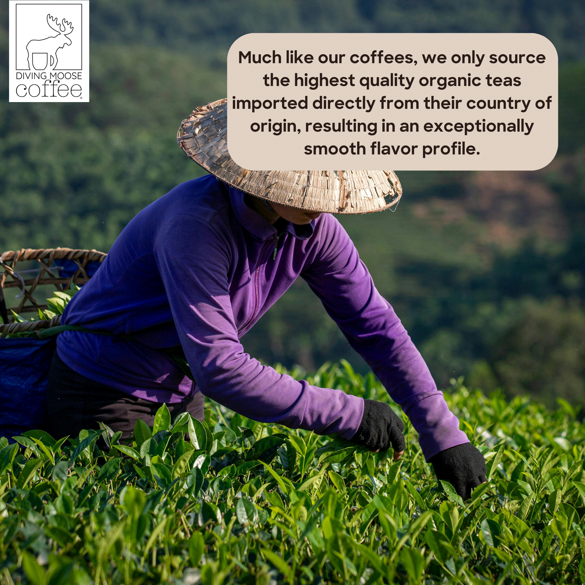 The Japanese Macaque - Organic Ceremonial Grade Matcha Tea