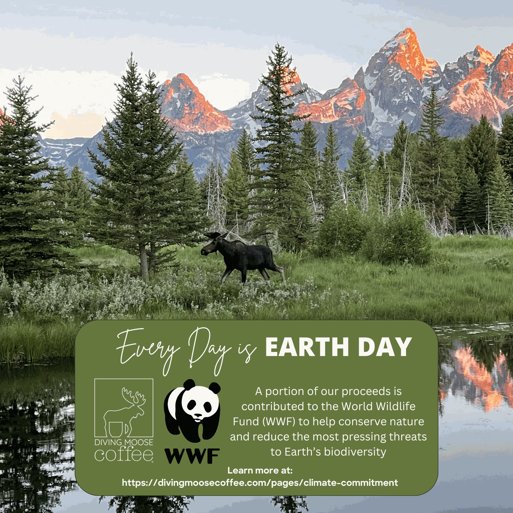 The Otter - Brazil Mogiana Medium-Light Roast