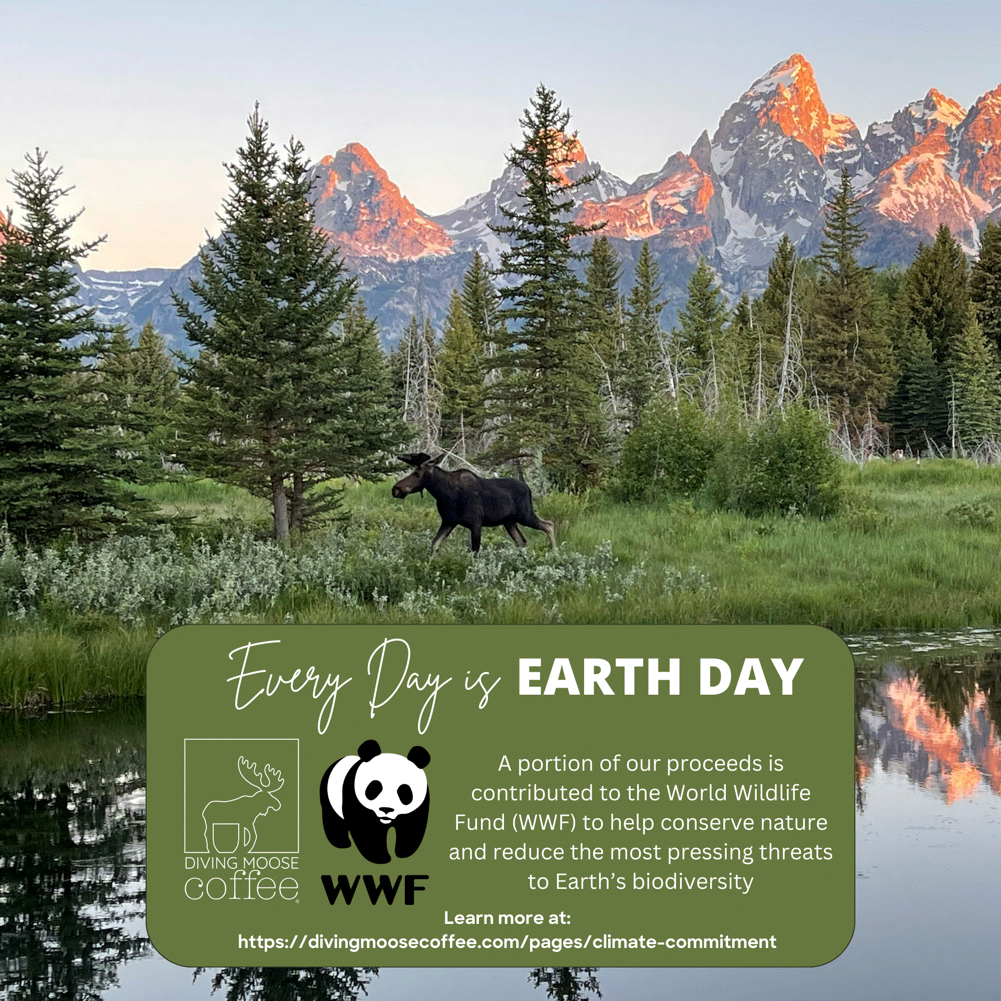 The Black Leopard - Specialty Espresso 4-Bean Dark Roast Blend