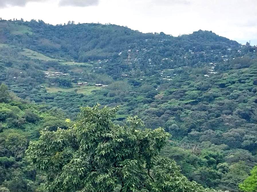 Atnago's Ethiopia | Medium-Light Roast