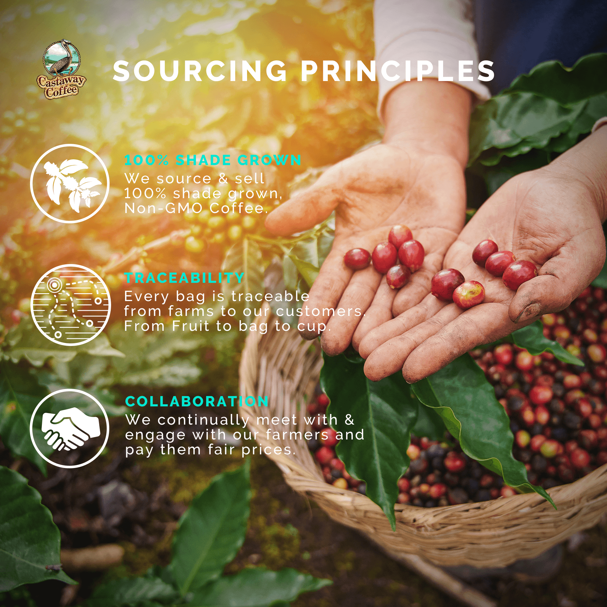 Castaway Coffee Dark Roast