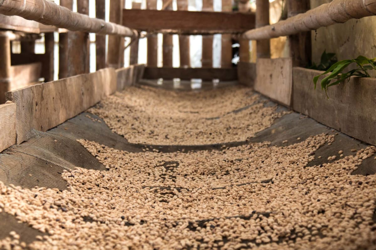 Colombia Huila, City+ (med+) Roast