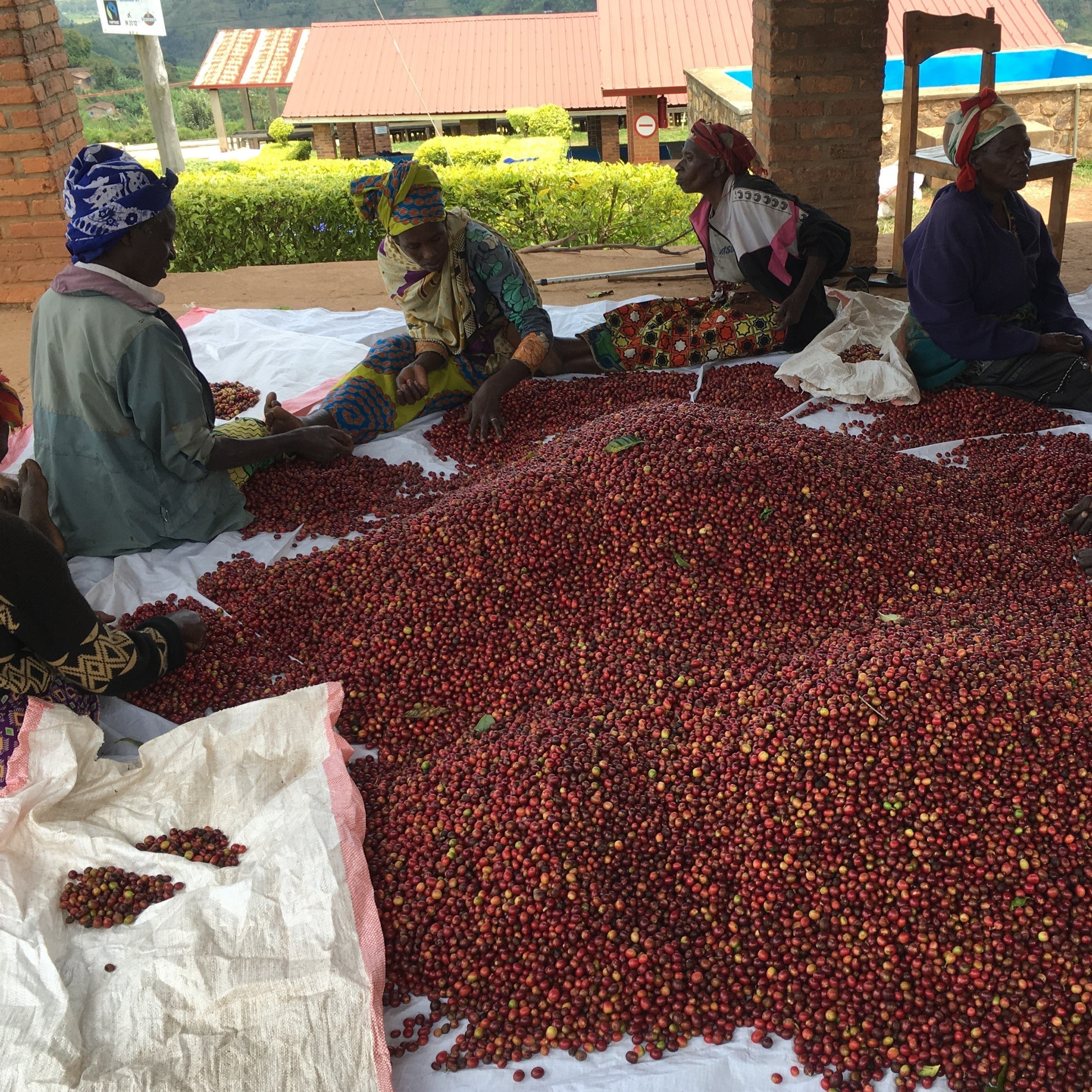 Ejo Heza's Rwanda | Medium-Light Roast