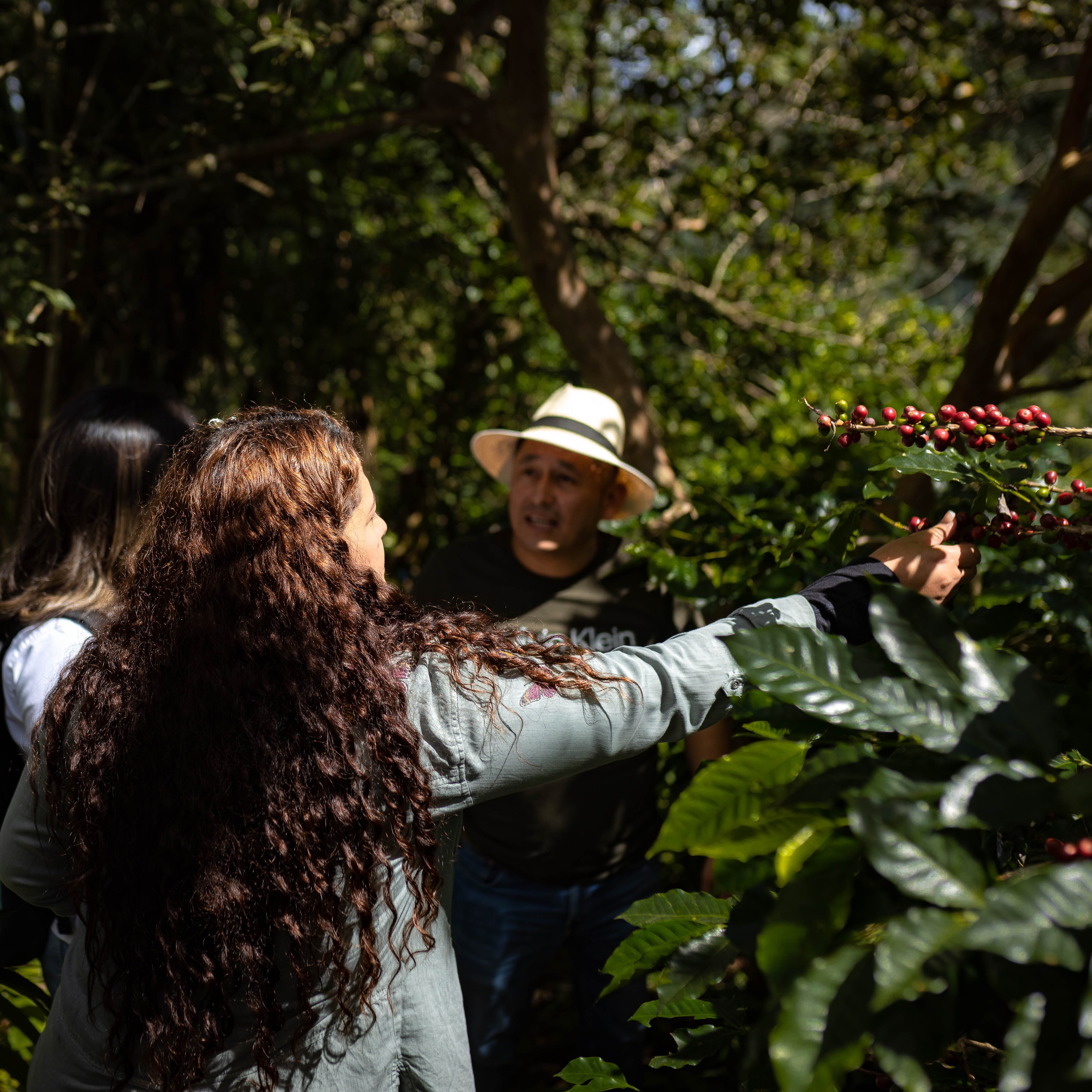 Honduras Montecillos Catuai Washed