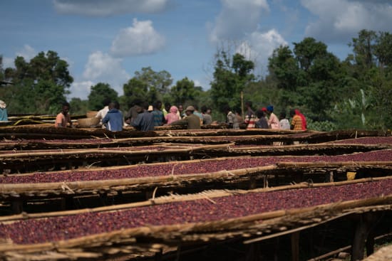 Ethiopia Halo Beriti, Natural Processed, Light Roast - Single Farmer