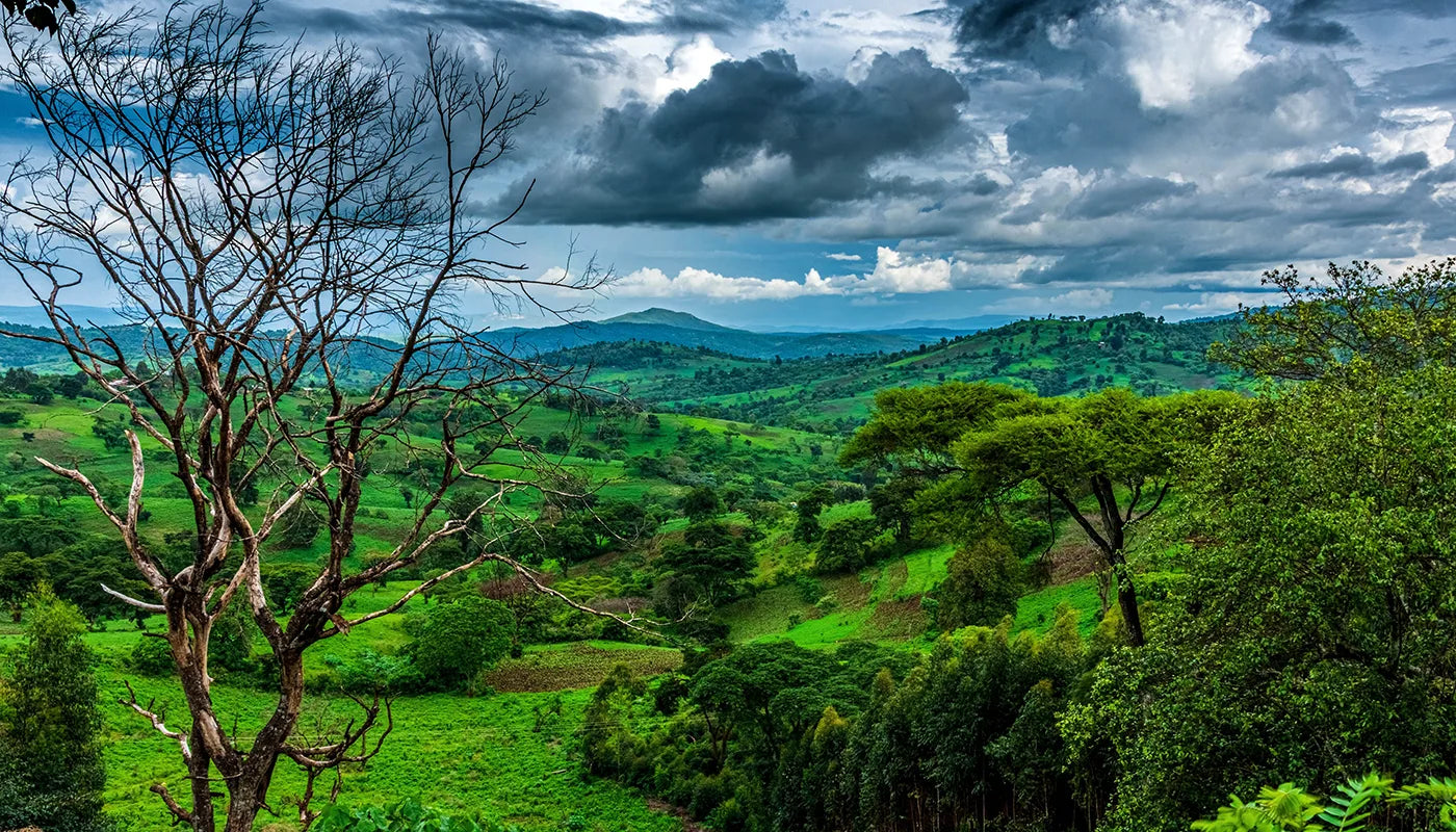 Ethiopian Guji Reserve Series Coffee