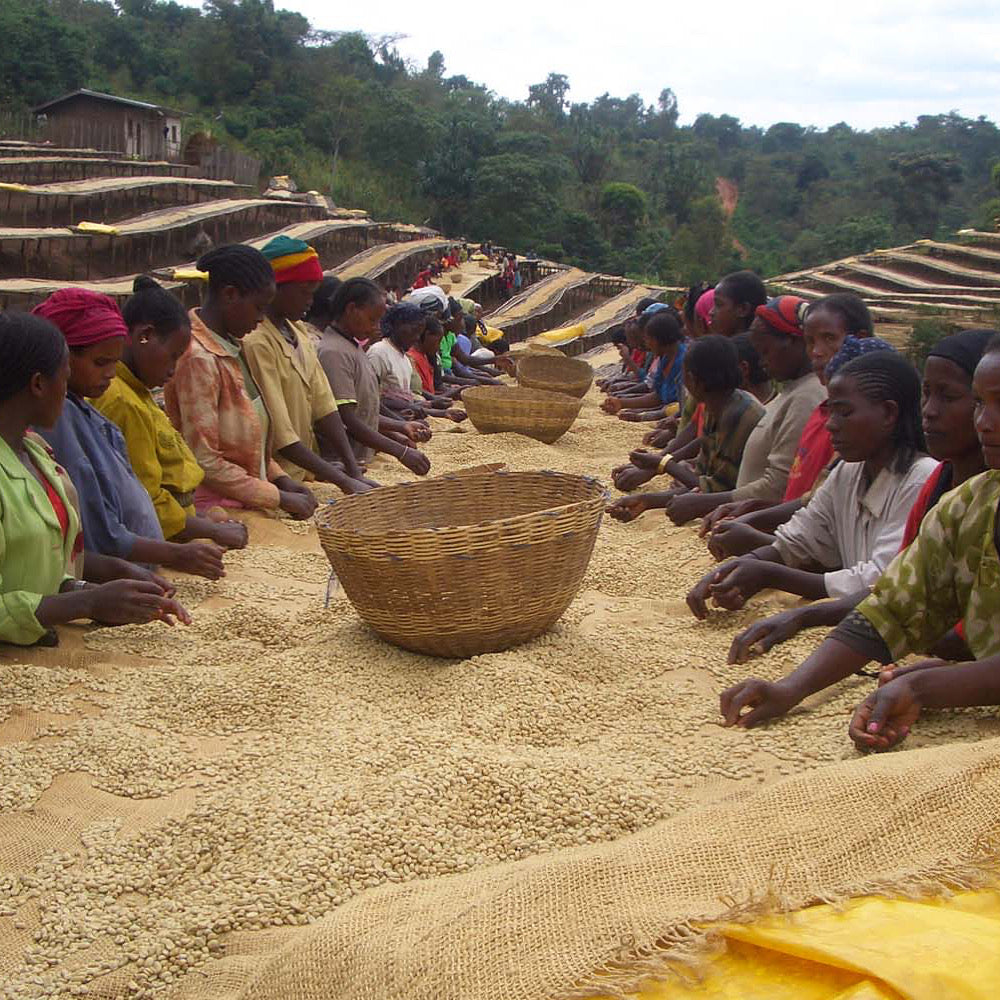 Ethiopia Yirgacheffe Kochere