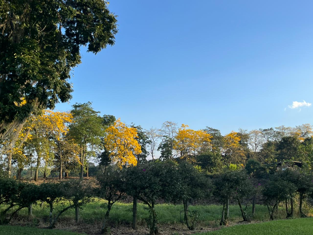 Bruselas Pink Bourbon | Colombia