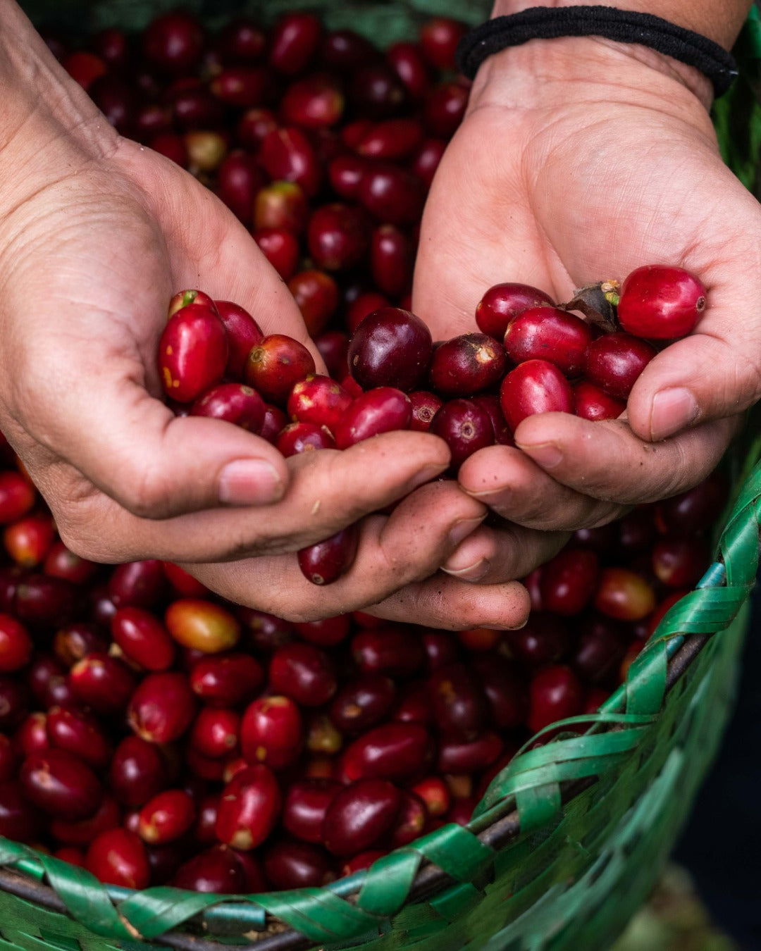 Honduras Monte Fresco Parainema Washed
