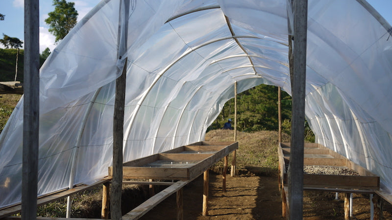 Nicaragua - Finca San Jose de las Nubes - Maragogipe