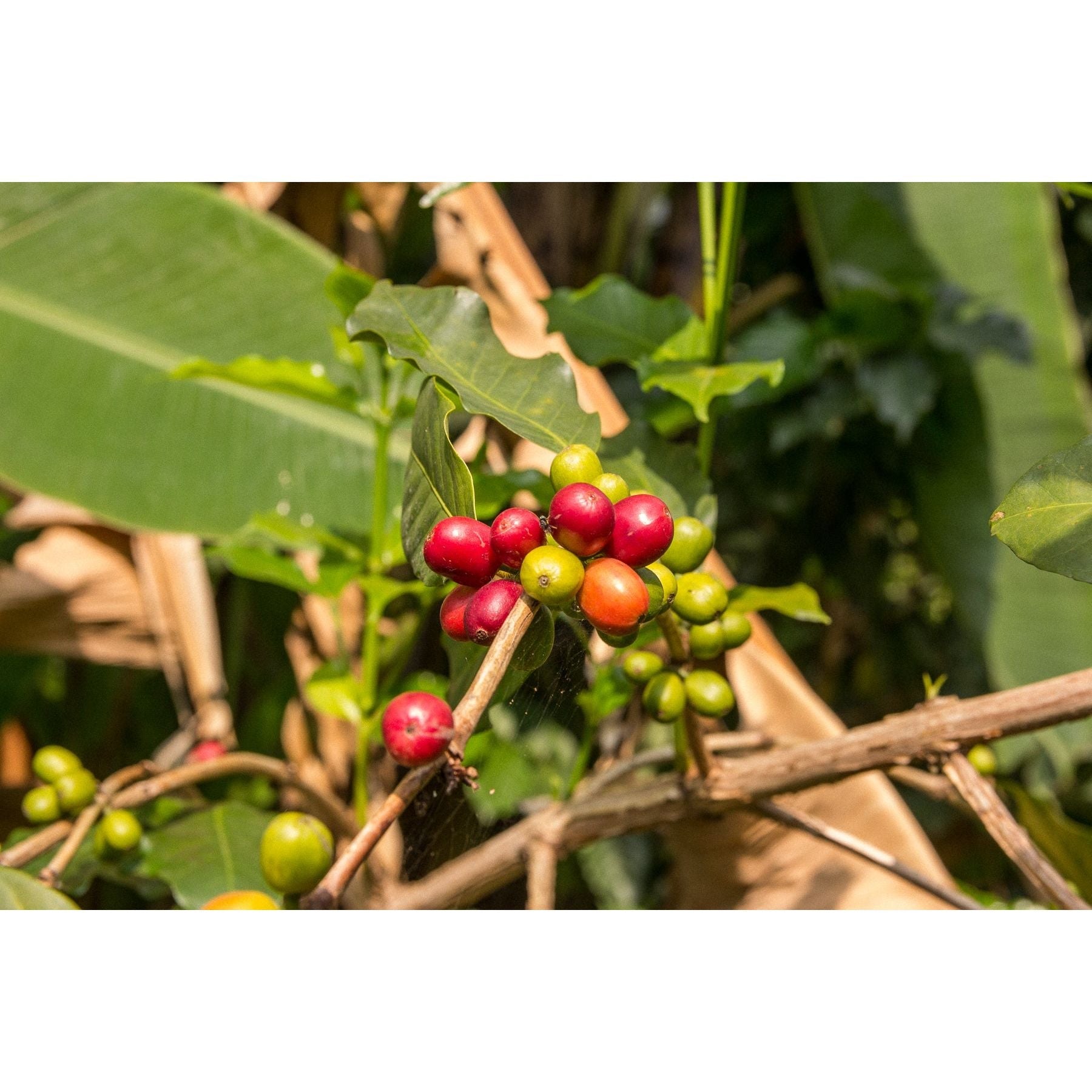 Frida's Blend | Dark Roast