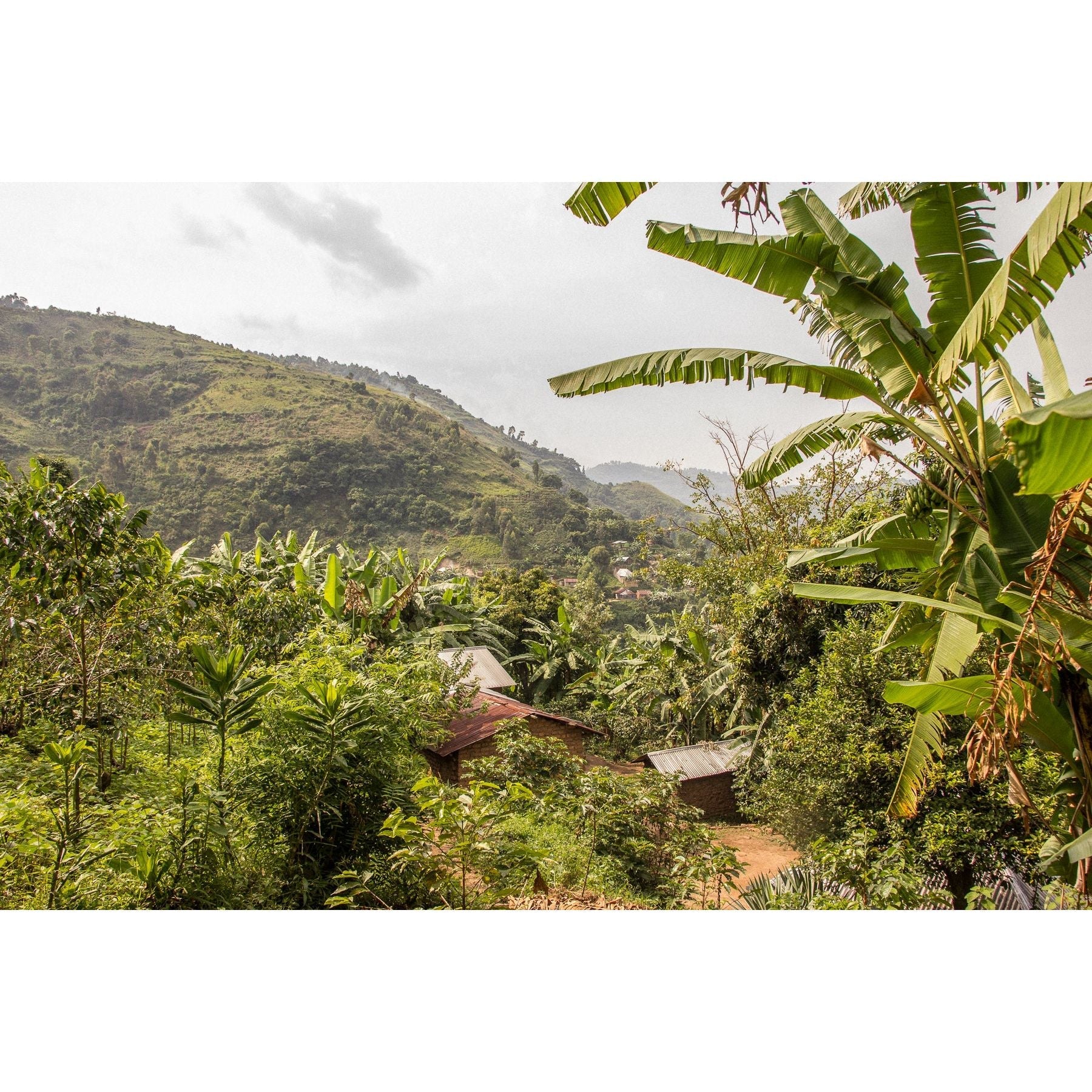 Frida's Blend | Dark Roast