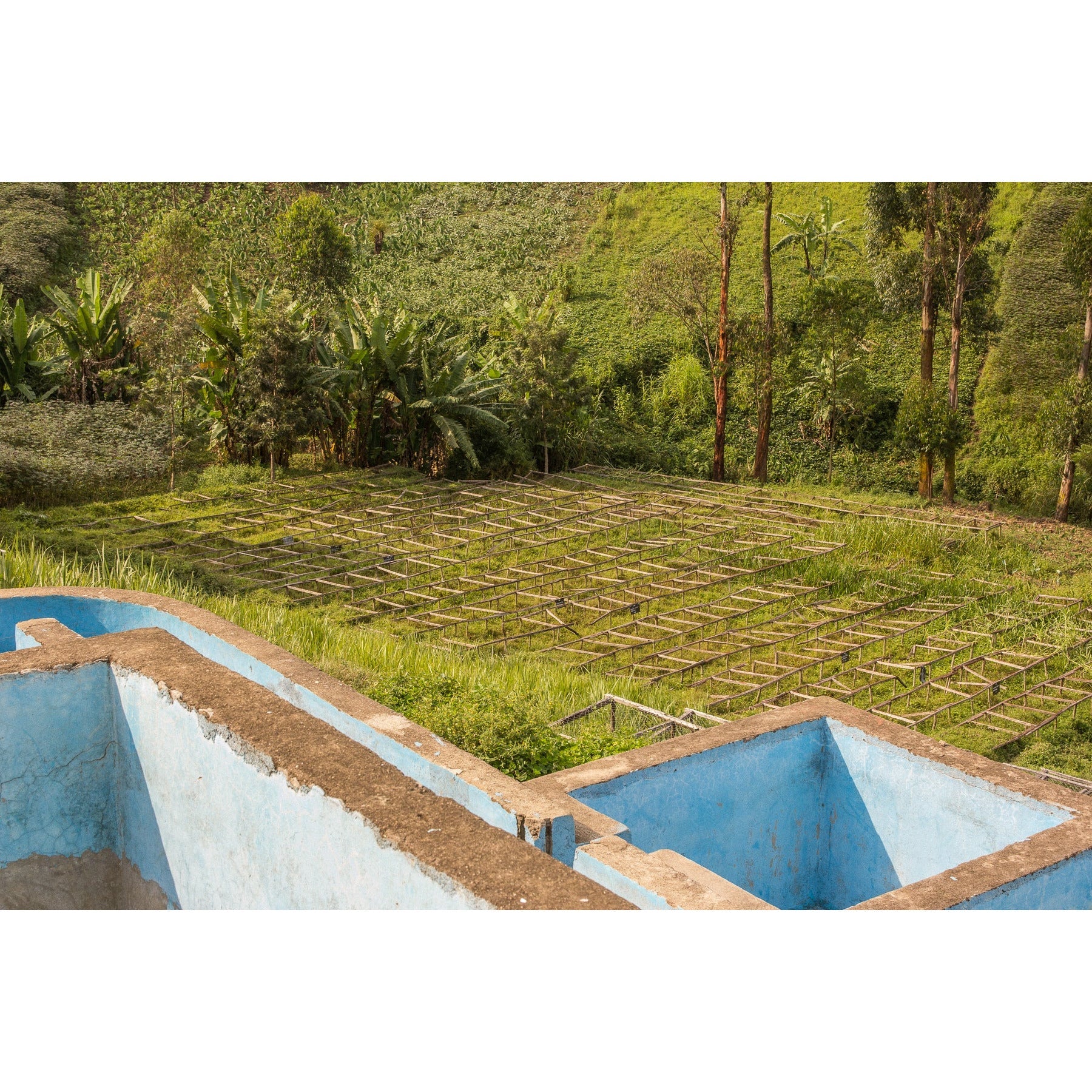 Charlotte's DRC | Medium-Dark Roast