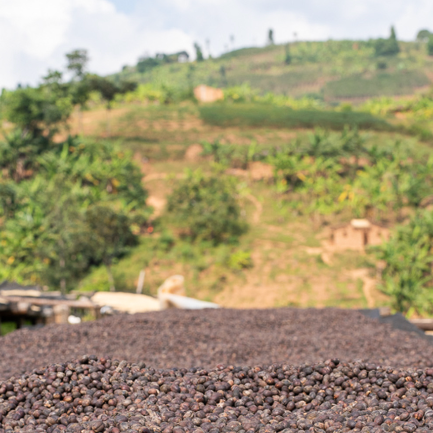 Supernatural (PRESALE roasts 12/1 | ships 12/2)