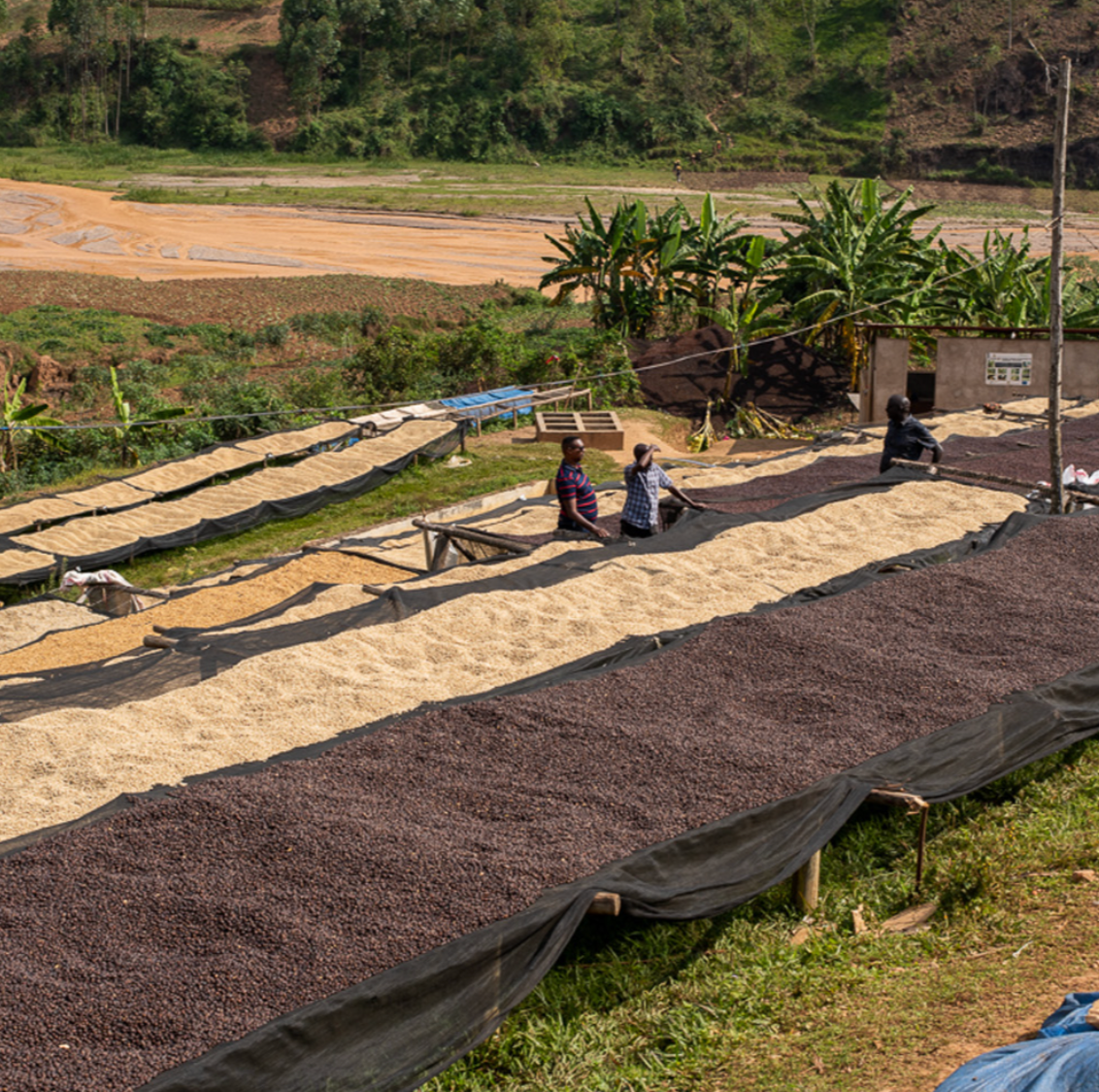 Supernatural (PRESALE roasts 12/1 | ships 12/2)