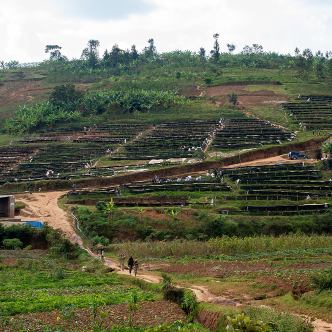 Supernatural (PRESALE roasts 12/1 | ships 12/2)