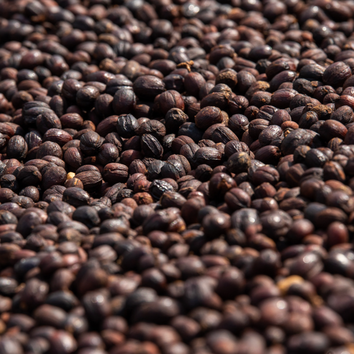 Supernatural (PRESALE roasts 12/1 | ships 12/2)