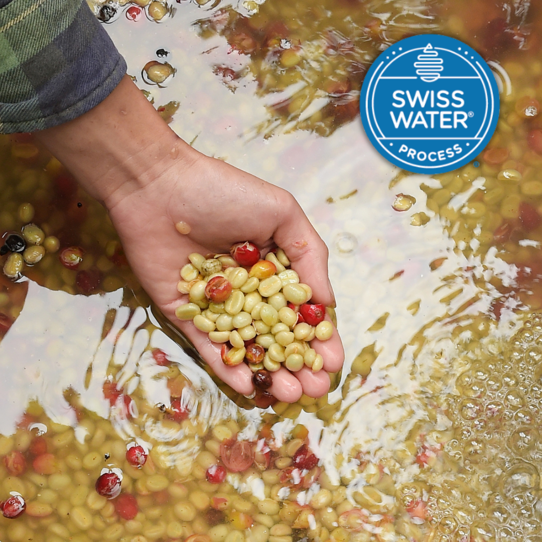 Lil' Red | Decaf Single Origin | Ethiopia Natural | Swiss Water Process Decaffeinated