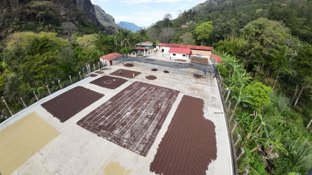 Guatemala La Huerta, City (mild) Roast, Direct Trade