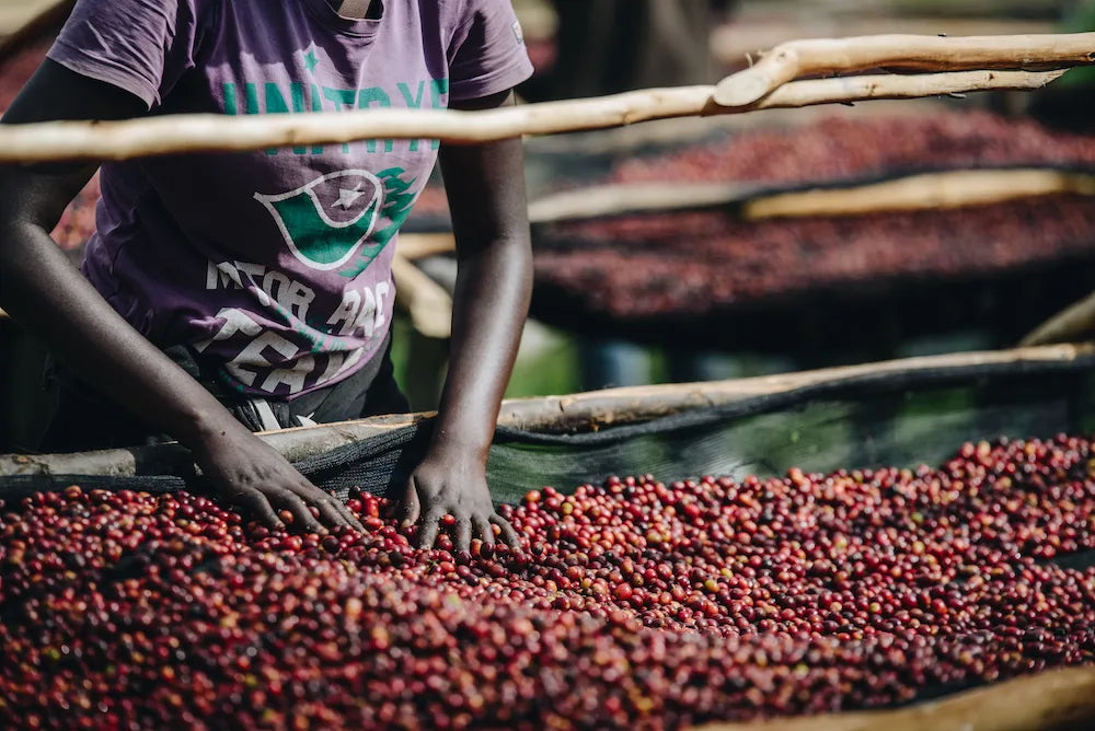 Rwanda Huye, Peaberry Natural Processed, Light Roast - Special Release