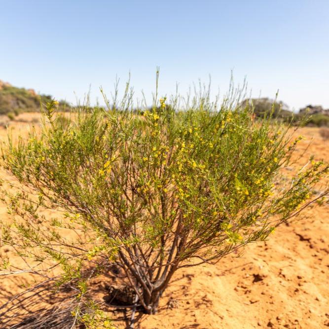 Caramel Rooibos Pouch