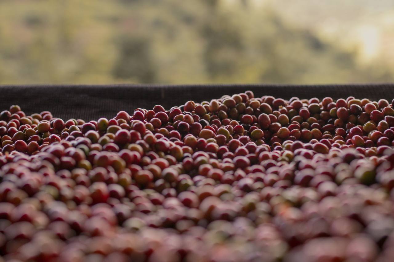 Rwanda Anaerobic