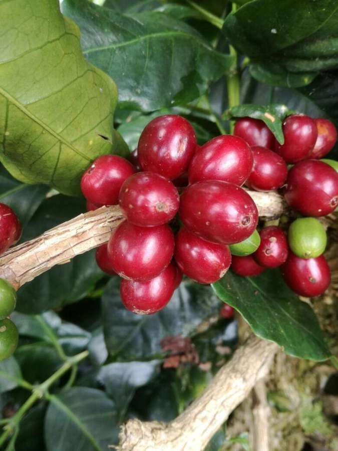 Colombia Huila