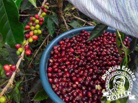 Nicaragua Jinotega, Natural Processed, Light Roast - Microlot